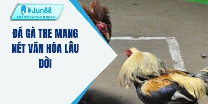Đá gà tre mang nét văn hóa lâu đời